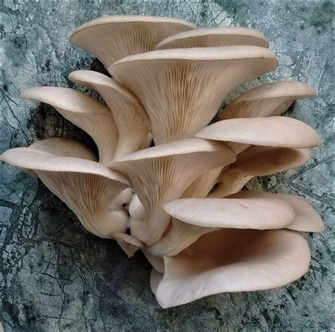 The Best Ideas for Grow Oyster Mushrooms - Home, Family, Style and Art ...