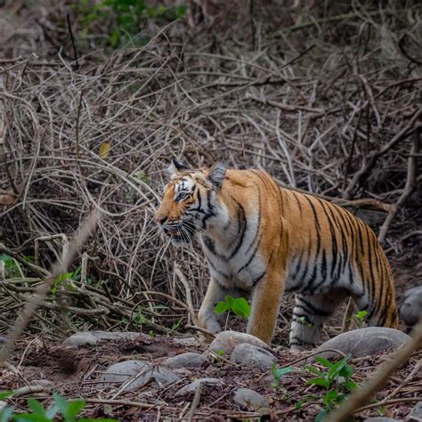 The Terai Tigers — Indian Wildlife Safaris