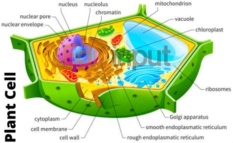 Plant Cell-Definition and Structure-Eduinput