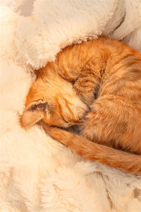 Ginger Cat Sleeping on Couch in Living Room Lying on Blanket. Pet ...