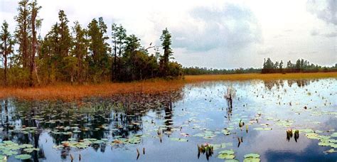 Okefenokee Swamp Camping : Southern U.S.A Culture, History & Travel