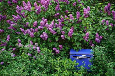 How to Prune Lilac Bushes Like a Pro