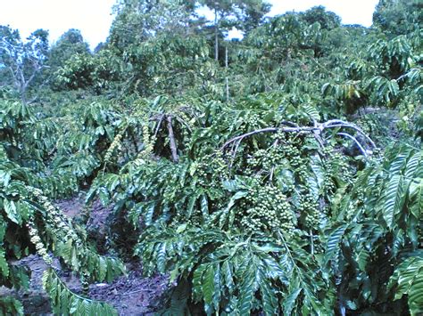 Gambar Perkebunan Kopi Muaradua Iklan Gambar Kebun di Rebanas - Rebanas