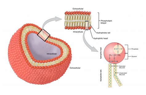 Cell membrane – Basic Human Physiology