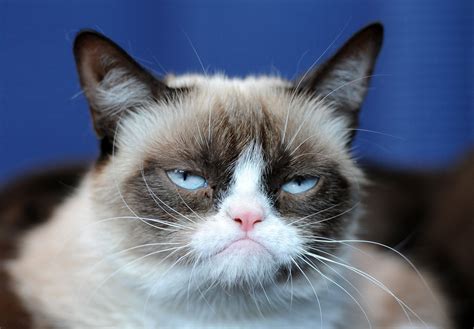 Grumpy Cat - Pictures, Breed, Personality, History, Information ...