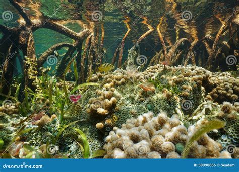 Mangrove Underwater Marine Life Between Tree Roots Stock Photo - Image ...