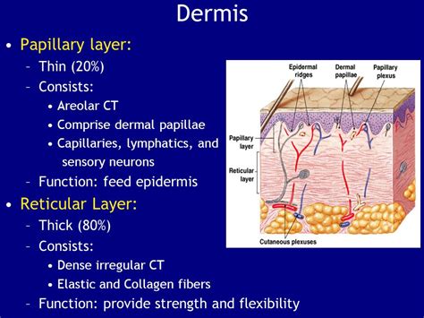 Dermis | Definition, Anatomy and Function