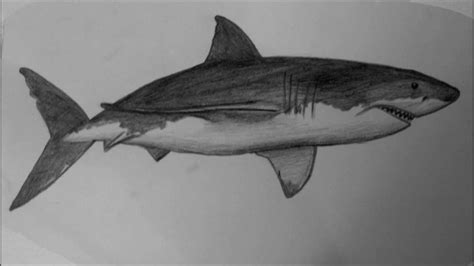 How to draw a white shark HD - YouTube