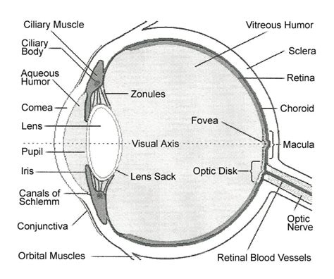 Internal Parts and Functions of the Eye | hubpages