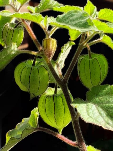 Cape Gooseberry Growing Guide - The Gourmantic Garden