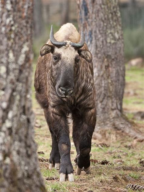 Let's Go Wild — The Bhutan Takin In Bhutan, Takin are found in...