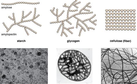 Carbohydrates | Microbiology