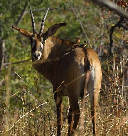 Roan antelope | African Plains Mammal, Conservation Status | Britannica