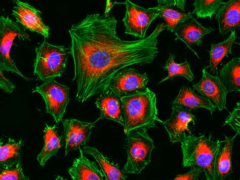 Cell Navigator™ Mitochondrion Staining Kit *NIR Fluorescence* | AAT ...