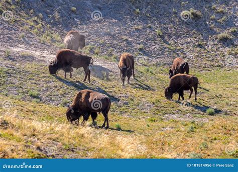 Herd of Bison Grazing in Yellowstone National Park Stock Photo - Image ...