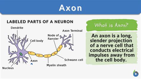 Axon - Definition and Examples - Biology Online Dictionary