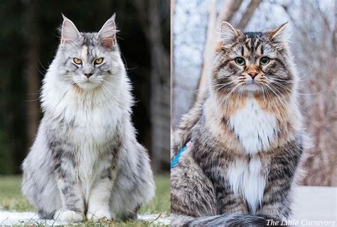 Siberian Cat Size Comparison