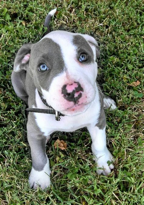 Oso 8 weeks | Blue fawn pitbull, Pitbull puppies, Cute animals