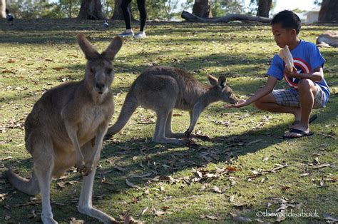 Koala cuddling and kangaroo feeding at Lone Pine Koala Sanctuary | www ...