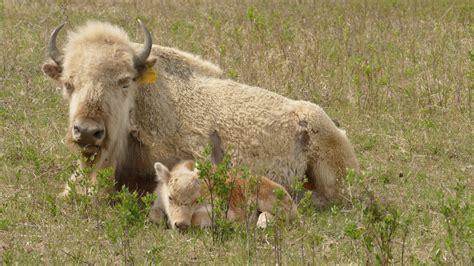 White Buffalo Calf Born 202june 2024 Calendar Without Lines - Allie Bellina