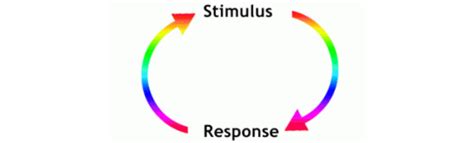 7.13AB Internal and External Stimuli Diagram | Quizlet