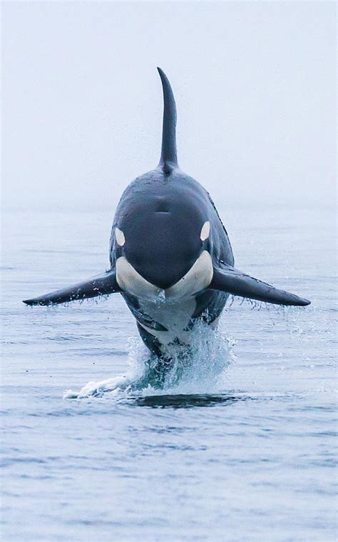 Killer Whale Breaching