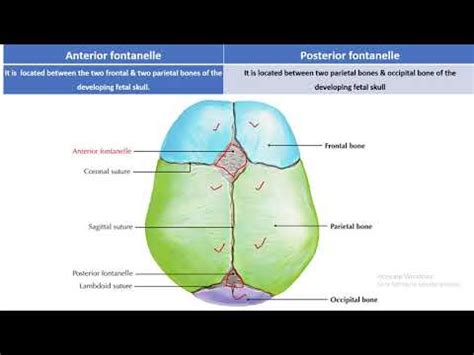 Posterior Fontanelle - YT mp4 Convert