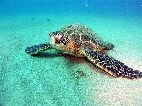 Green Sea Turtle Facts and Pictures