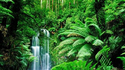 Tropical Rainforest Wallpaper (58+ pictures) - WallpaperSet