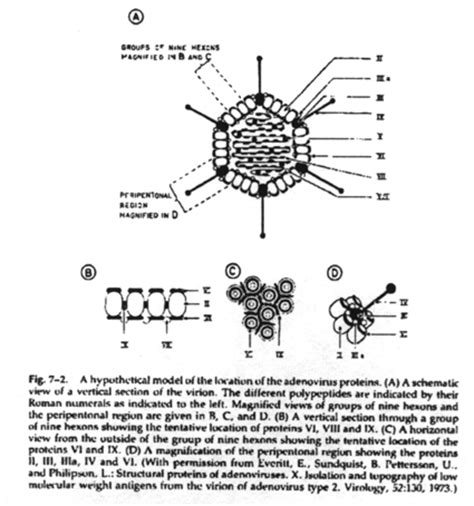 Adenoviridae