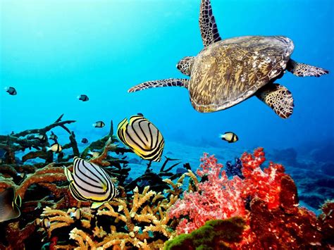 coral reef with sea turtle | Tumblr Backgrounds | Tumblr Wallpapers HD ...