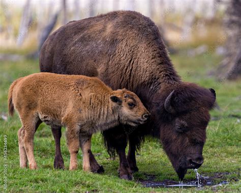 Bison Stock Photo and Image. Bison adult with baby bison drinking water ...