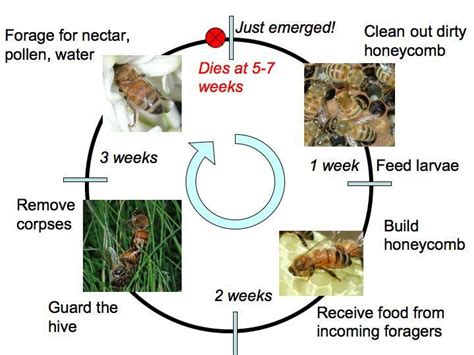 honey bees - Google Search | Bee life cycle, Insect unit study, Fun ...