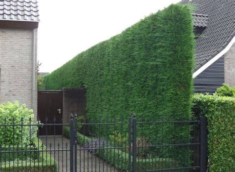 Buy Green Leylandii Hedging | Cupressocyparis Leylandii Hedge Plants ...