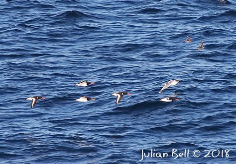 Oystercatcher migration at Skogsøy, Øygarden, near Bergen, Norway