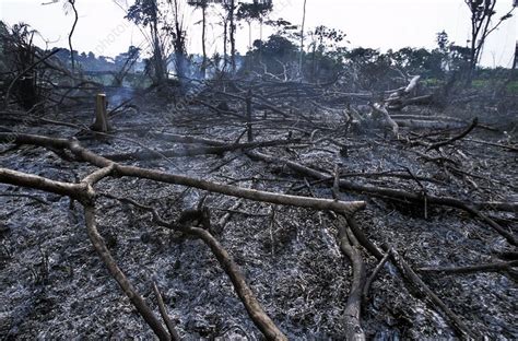 Congo deforestation - Stock Image - C006/4485 - Science Photo Library