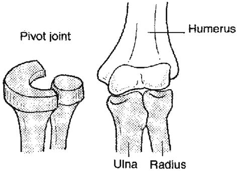 Pivot Joint - Brittney's Anatomy Website