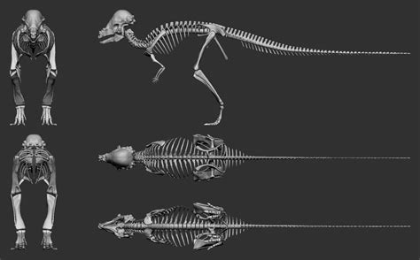 Pachycephalosaurus wyomingensis Skeleton Ortho by daitengu on DeviantArt