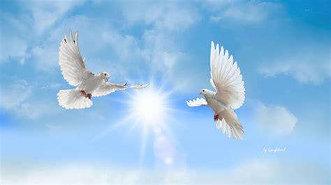 Doves Wallpapers - Wallpaper Cave