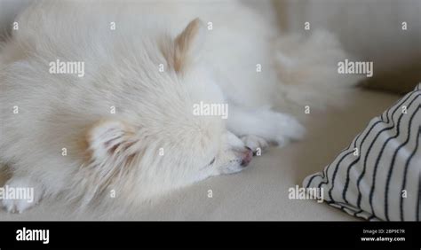 Pomeranian sleep on sofa at home Stock Photo - Alamy