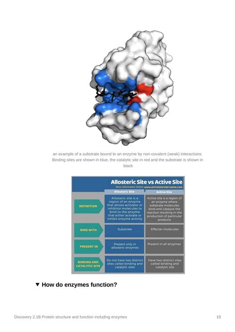 Protein structure and function including enzymes | PHR1031 - How the ...