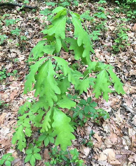 Monticello Park Plants - White Oak