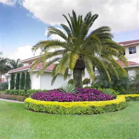 19 Exceptional Ideas To Decorate Your Landscape With Palm Trees | Palm ...