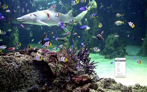 Live Aquarium Wallpaper Windows 7 - WallpaperSafari