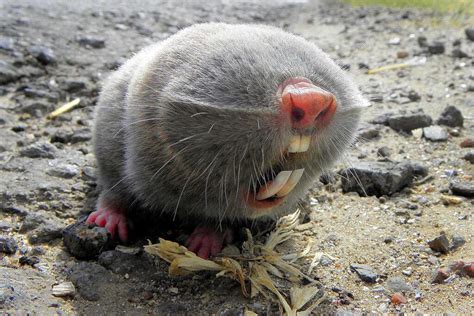 Conheça o rato-toupeira-gigante; ASSISTA É IMPRESSIONANTE - CenárioMT