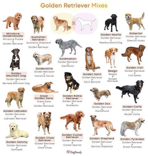 Golden Dog Breeds