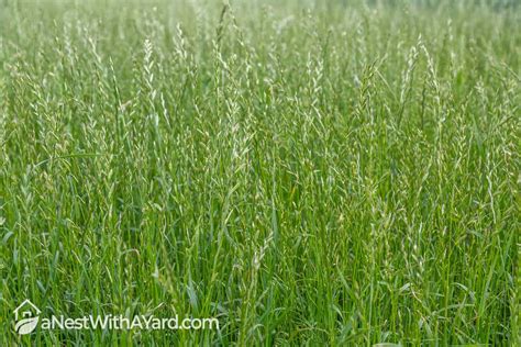 When To Plant Winter Rye Grass In 2024 - A Nest With A Yard