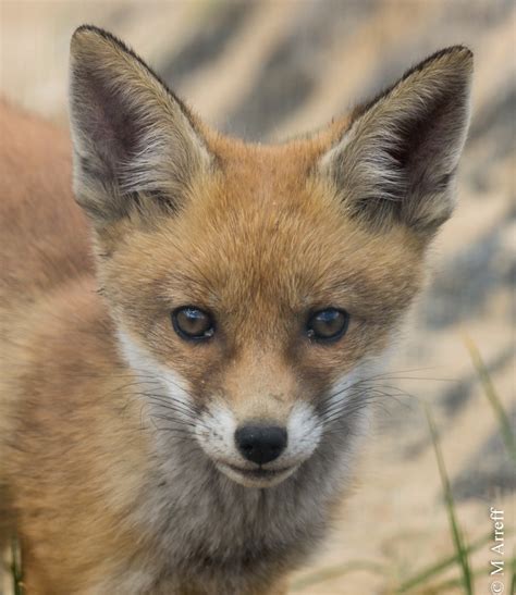 Mike Arreff : Fox cubs, day 2