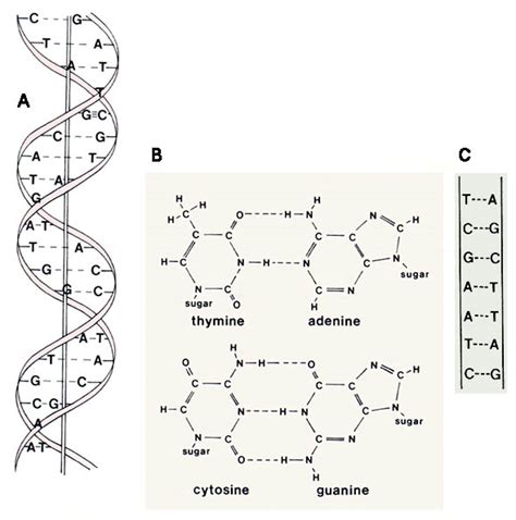 Structure of DNA Assignment Help Homework Help Online Biology Tutoring Help