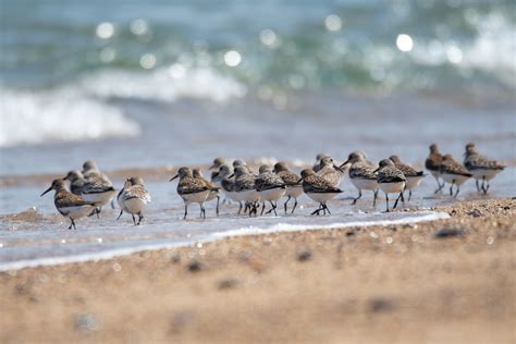 Wilder Islands - Birds on the edgeBirds on the edge